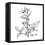 Monochrome Image Beggarticks Herb-Irinia-Framed Stretched Canvas