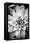 Monochrome Succulent I-Erin Berzel-Framed Stretched Canvas