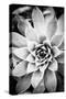 Monochrome Succulent I-Erin Berzel-Stretched Canvas