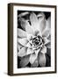 Monochrome Succulent I-Erin Berzel-Framed Photographic Print