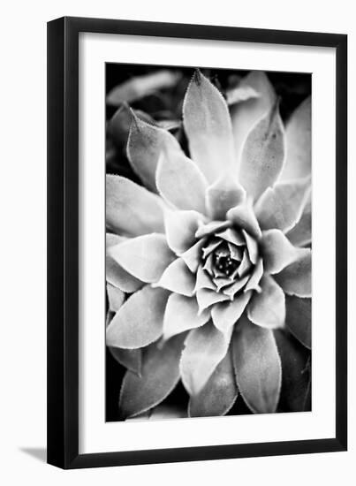 Monochrome Succulent I-Erin Berzel-Framed Photographic Print