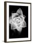 Monochrome Succulent II-Erin Berzel-Framed Art Print