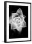 Monochrome Succulent II-Erin Berzel-Framed Art Print