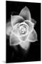 Monochrome Succulent II-Erin Berzel-Mounted Art Print