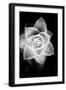 Monochrome Succulent II-Erin Berzel-Framed Art Print