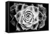 Monochrome Succulent III-Erin Berzel-Framed Stretched Canvas