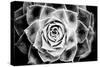 Monochrome Succulent III-Erin Berzel-Stretched Canvas