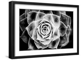 Monochrome Succulent III-Erin Berzel-Framed Photographic Print