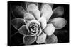 Monochrome Succulent IV-Erin Berzel-Stretched Canvas