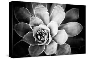 Monochrome Succulent IV-Erin Berzel-Stretched Canvas