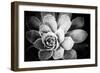 Monochrome Succulent IV-Erin Berzel-Framed Photographic Print