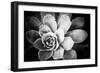 Monochrome Succulent IV-Erin Berzel-Framed Photographic Print