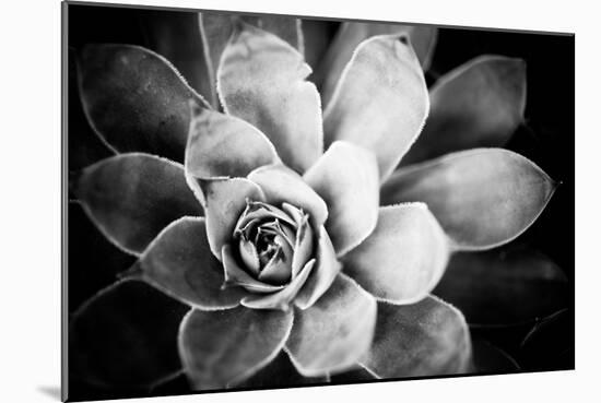 Monochrome Succulent IV-Erin Berzel-Mounted Photographic Print