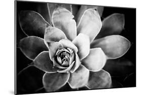 Monochrome Succulent IV-Erin Berzel-Mounted Photographic Print