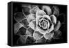 Monochrome Succulent V-Erin Berzel-Framed Stretched Canvas