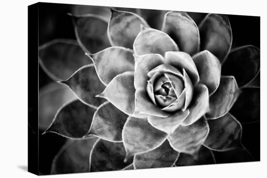 Monochrome Succulent V-Erin Berzel-Stretched Canvas