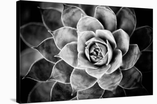 Monochrome Succulent V-Erin Berzel-Stretched Canvas
