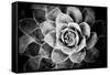 Monochrome Succulent V-Erin Berzel-Framed Stretched Canvas