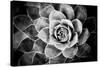 Monochrome Succulent V-Erin Berzel-Stretched Canvas