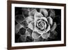 Monochrome Succulent V-Erin Berzel-Framed Photographic Print