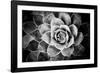 Monochrome Succulent V-Erin Berzel-Framed Photographic Print