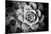 Monochrome Succulent V-Erin Berzel-Mounted Photographic Print