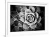 Monochrome Succulent V-Erin Berzel-Framed Photographic Print