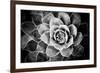 Monochrome Succulent V-Erin Berzel-Framed Photographic Print