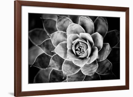 Monochrome Succulent V-Erin Berzel-Framed Photographic Print