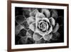 Monochrome Succulent V-Erin Berzel-Framed Photographic Print