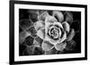 Monochrome Succulent V-Erin Berzel-Framed Photographic Print