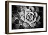 Monochrome Succulent V-Erin Berzel-Framed Photographic Print