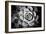 Monochrome Succulent V-Erin Berzel-Framed Photographic Print