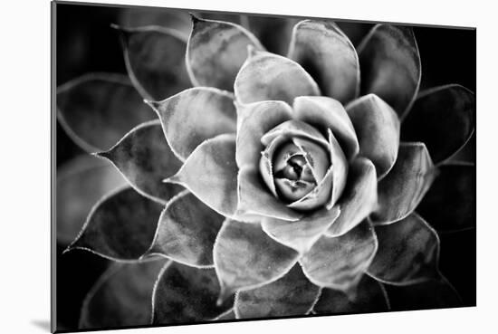 Monochrome Succulent V-Erin Berzel-Mounted Photographic Print