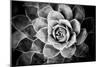 Monochrome Succulent V-Erin Berzel-Mounted Photographic Print