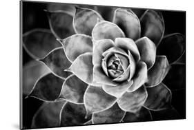 Monochrome Succulent V-Erin Berzel-Mounted Photographic Print