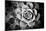 Monochrome Succulent V-Erin Berzel-Mounted Photographic Print