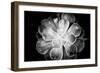 Monochrome Succulent VI-Erin Berzel-Framed Photographic Print