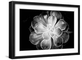 Monochrome Succulent VI-Erin Berzel-Framed Photographic Print