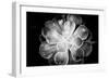 Monochrome Succulent VI-Erin Berzel-Framed Photographic Print