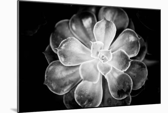 Monochrome Succulent VI-Erin Berzel-Mounted Photographic Print