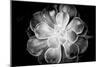 Monochrome Succulent VI-Erin Berzel-Mounted Photographic Print