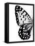 Monochrome Wings I-Annie Warren-Framed Stretched Canvas