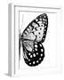 Monochrome Wings II-Annie Warren-Framed Art Print