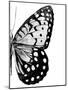 Monochrome Wings II-Annie Warren-Mounted Art Print