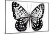 Monochrome Wings Whole I-Annie Warren-Mounted Premium Giclee Print