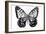 Monochrome Wings Whole I-Annie Warren-Framed Art Print