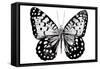 Monochrome Wings Whole I-Annie Warren-Framed Stretched Canvas