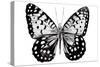 Monochrome Wings Whole I-Annie Warren-Stretched Canvas