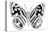 Monochrome Wings Whole II-Annie Warren-Stretched Canvas